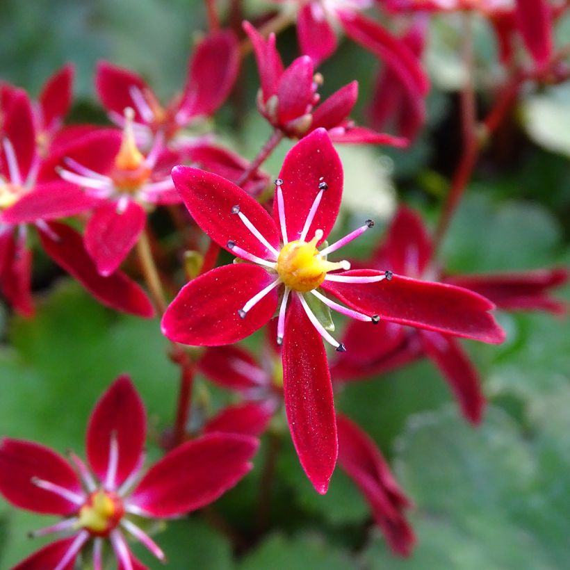 Saxifraga fortunei Beni Tsukasa - Saxifrage (Flowering)
