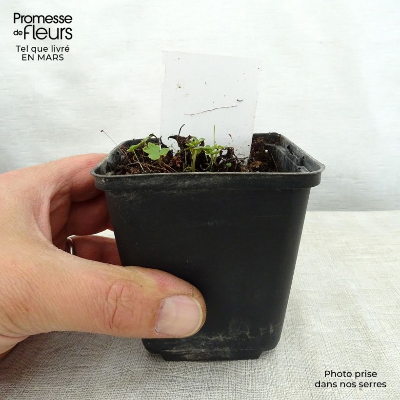 Example of Saxifraga fortunei Sugar Plum Fairy - Saxifrage Godet de 8/9 cm as you get in printemps