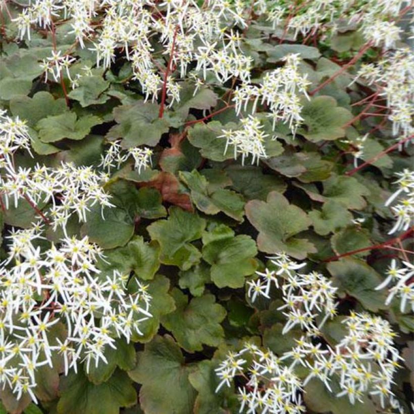 Saxifraga fortunei Wada - Saxifrage (Foliage)