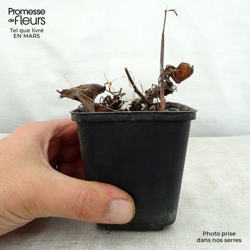 Example of Saxifraga fortunei Wada - Saxifrage Godet de 8/9 cm as you get in printemps