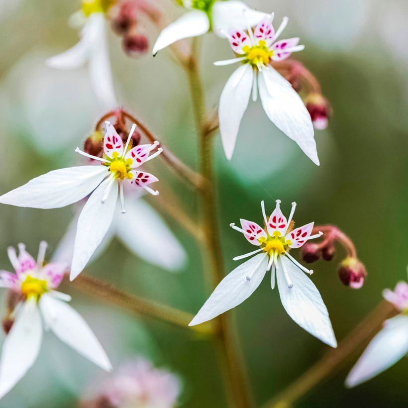 Saxifraga stolonifera Variegata - Saxifrage araignée (Flowering)