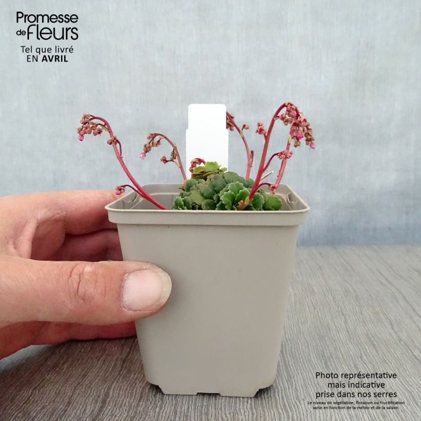 Example of Saxifraga umbrosa Clarence Elliott - Désespoir du peintre. Godet de 8/9 cm as you get in printemps