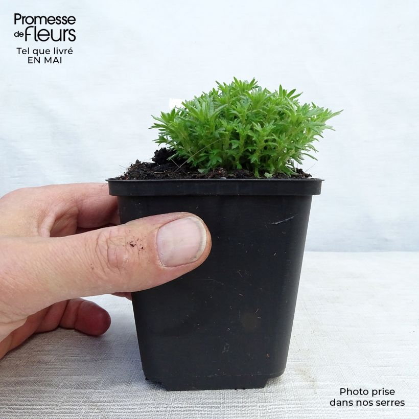 Example of Saxifraga x arendsii Pixie - Saxifrage mousse Godet de 8/9 cm as you get in printemps