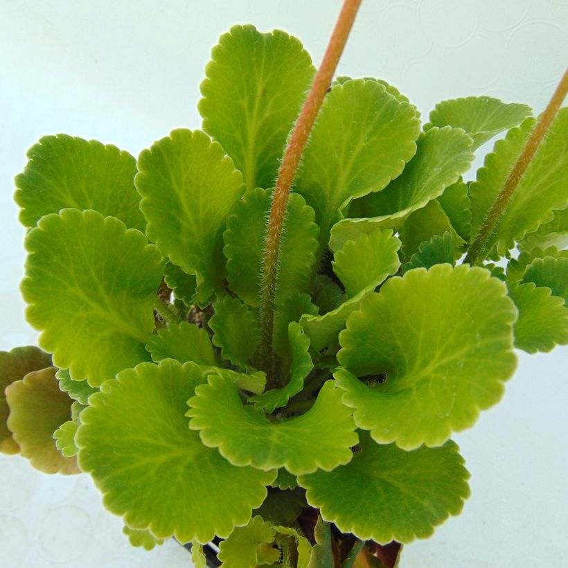 Saxifraga x urbium - Désespoir du peintre (Foliage)