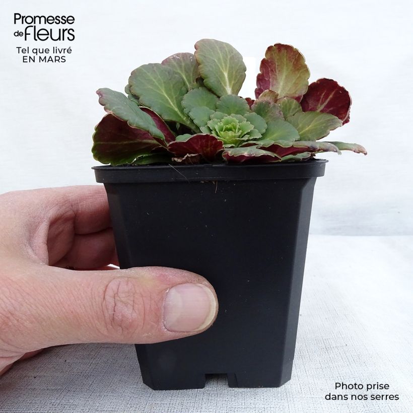 Example of Saxifraga x urbium - Désespoir du peintre Godet de 8/9 cm as you get in printemps