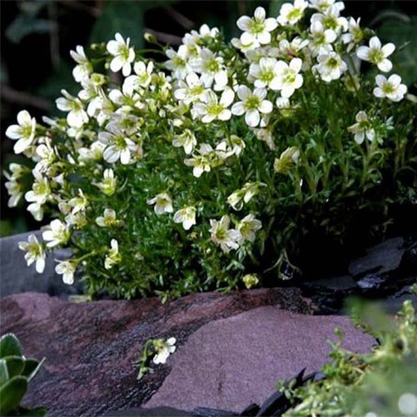 Saxifrage arendsii Pixie White - Gazon Turc (Plant habit)