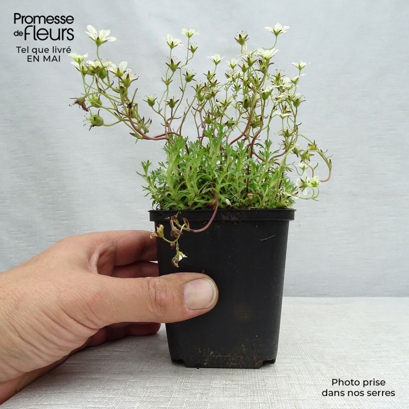Example of Saxifrage arendsii Pixie White - Gazon Turc Godet de 8/9 cm as you get in printemps