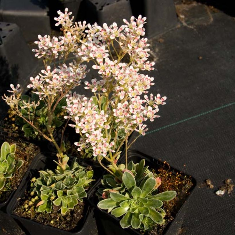 Saxifraga cotyledon Southside Seedling - Saxifrage des montagnes (Plant habit)