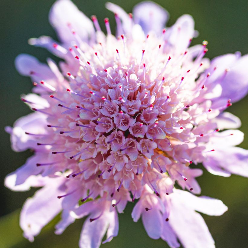 Scabiosa columbaria Pincushion Pink - Scabieuse colombaire  (Flowering)