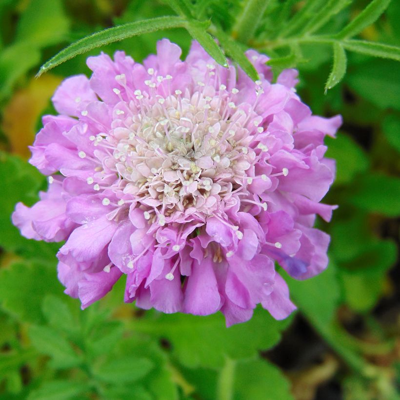 Scabieuse columbaria Pink Mist (Flowering)
