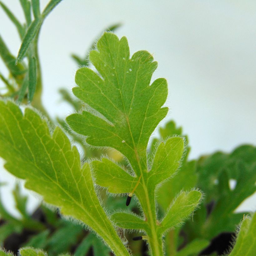 Scabieuse Butterfly Blue - Scabiosa (Foliage)