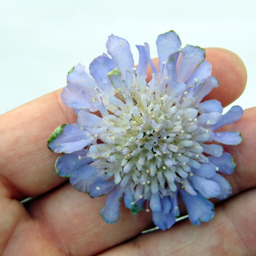 Scabieuse Butterfly Blue - Scabiosa (Flowering)