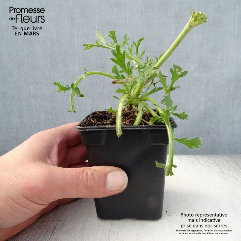 Example of Scabieuse Butterfly Blue - Scabiosa Godet de 7/8 cm as you get in printemps