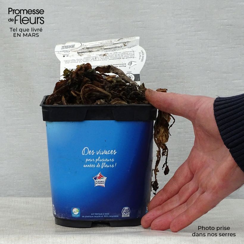 Example of Scabieuse Butterfly Blue - Scabiosa Pot de 2L/3L as you get in printemps