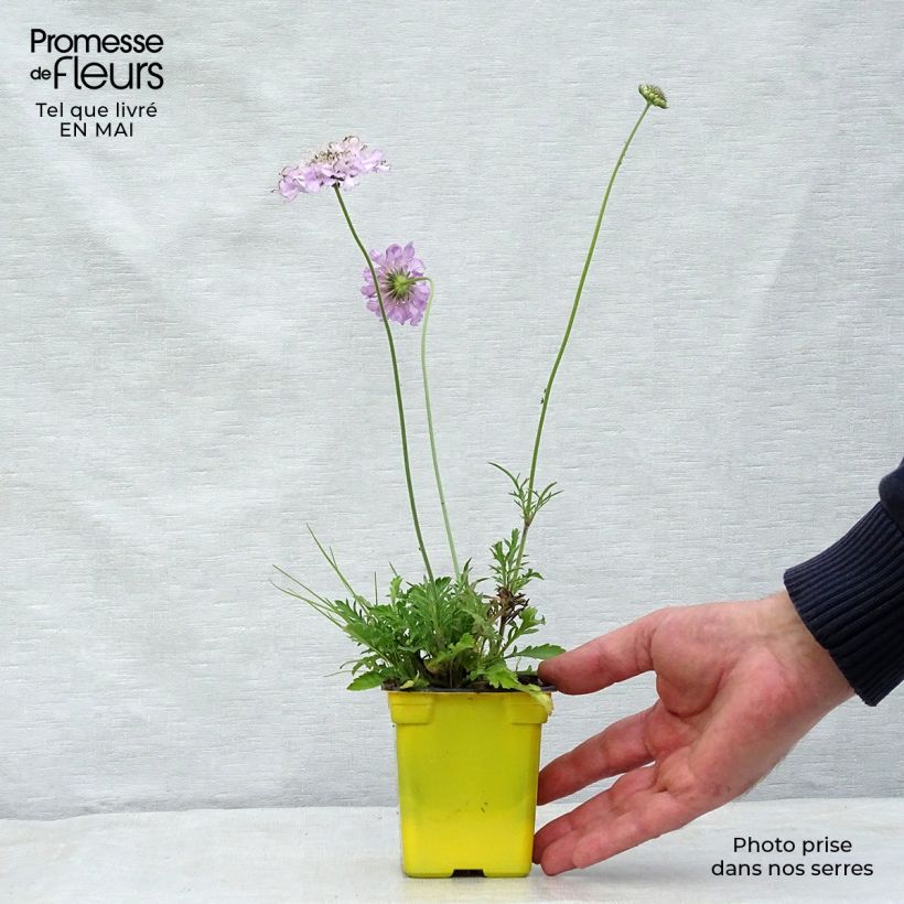 Example of Scabieuse columbaria Pink Mist Godet de 7/8 cm as you get in printemps