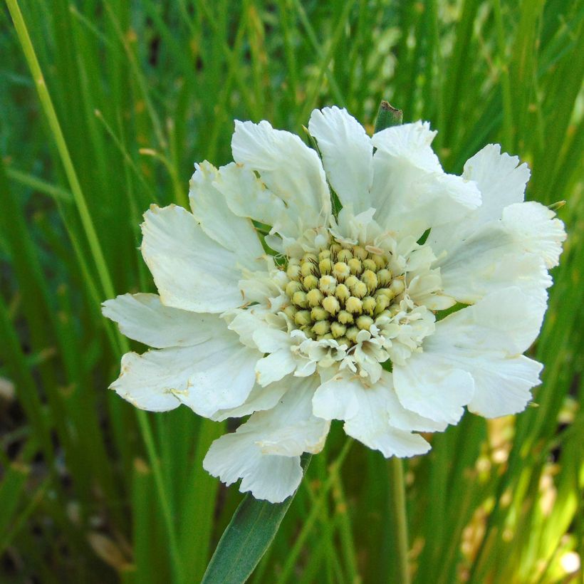 Scabieuse du Caucase - Scabiosa caucasica Alba (Flowering)