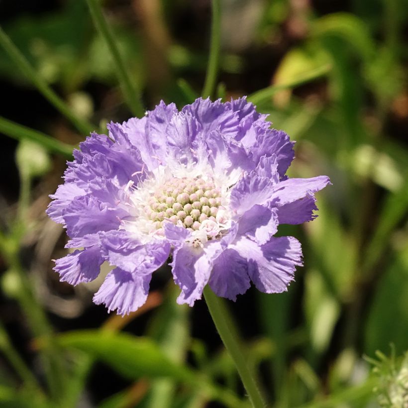 Scabieuse du Caucase - Scabiosa caucasica Perfecta (Flowering)