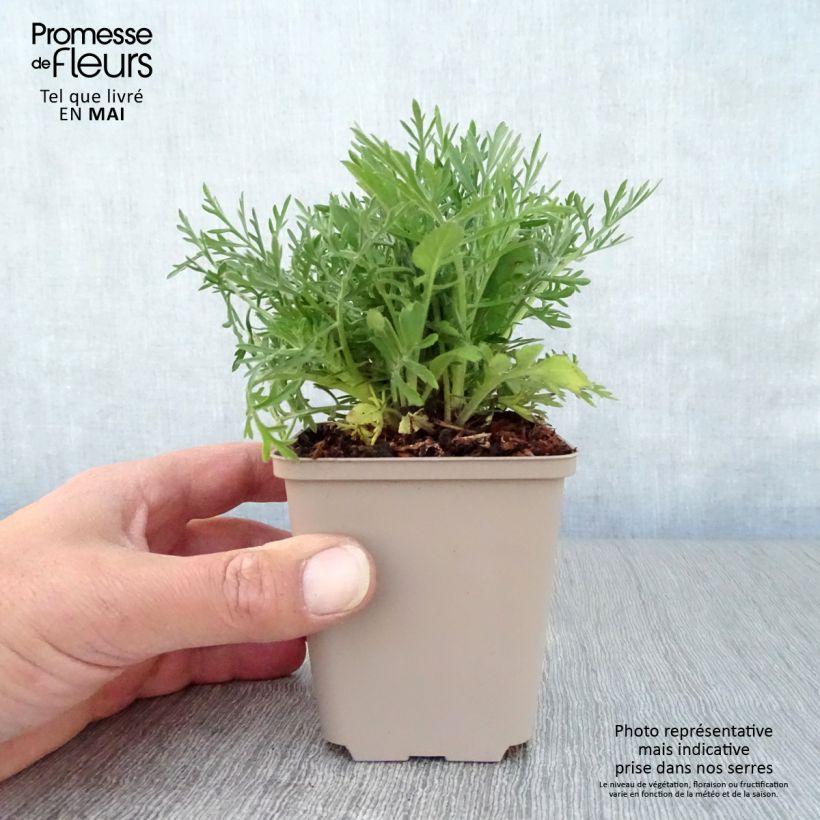 Example of Scabieuse jaune - Scabiosa ochroleuca Godet de 8/9 cm as you get in printemps