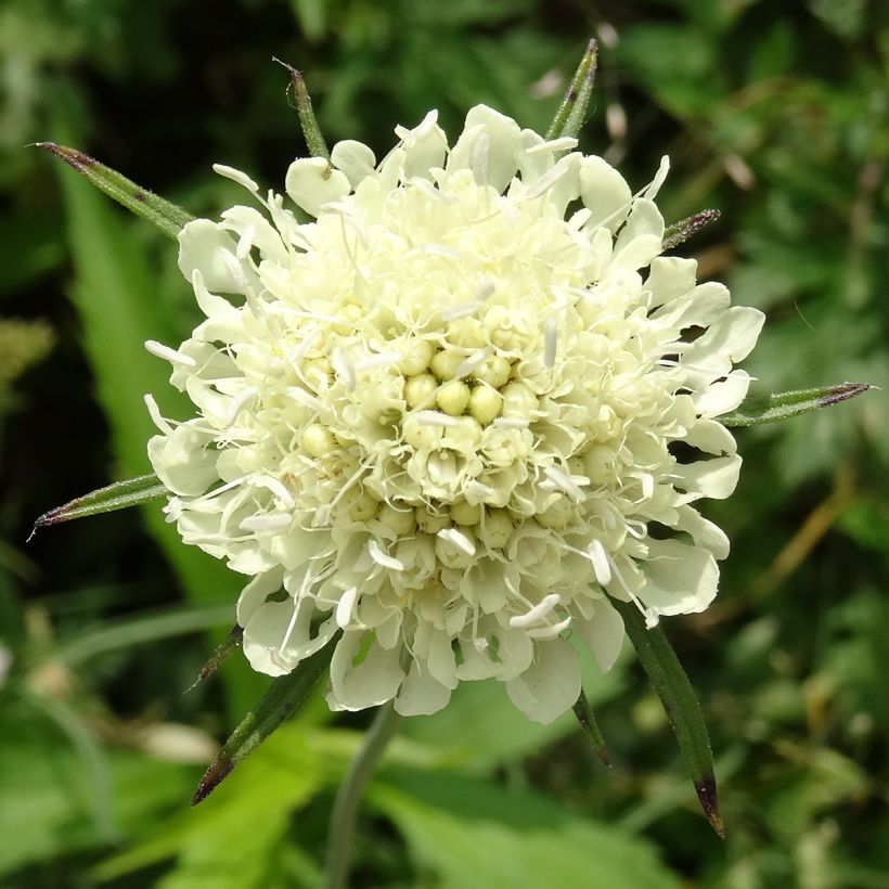 Scabieuse jaune - Scabiosa ochroleuca (Flowering)