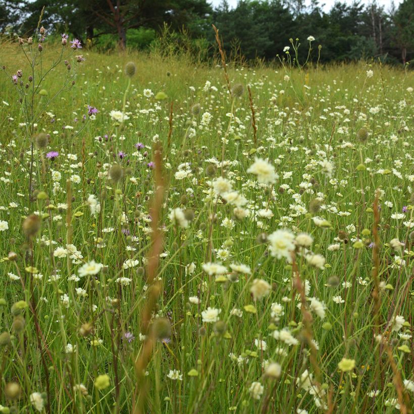 Scabieuse jaune - Scabiosa ochroleuca (Plant habit)