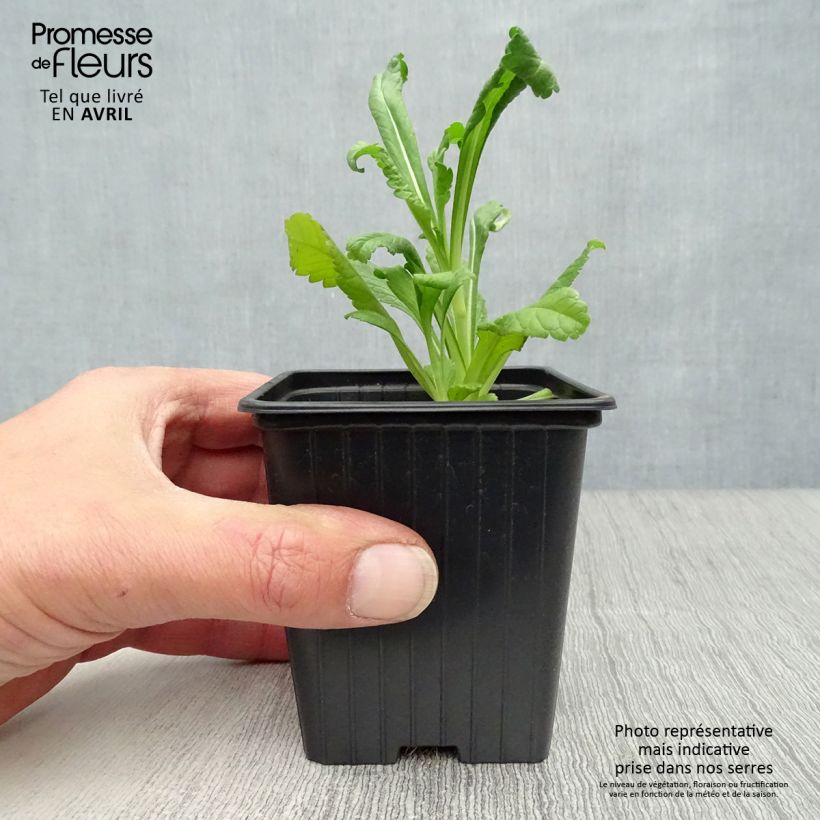 Spécimen de Scabieuse noire - Scabiosa Chile Black Godet de 7/8 cm tel que livré au printemps