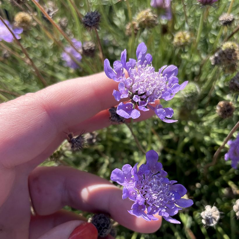 Scabiosa Nova Dew Drops - Scabieuse (Flowering)
