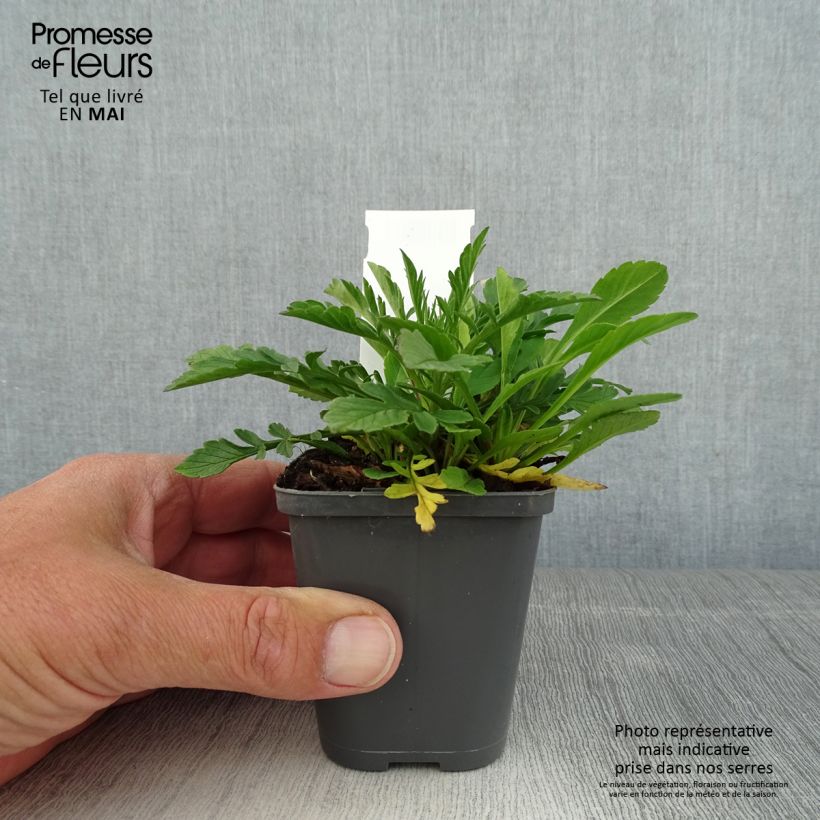 Example of Scabiosa columbaria Pincushion Pink - Scabieuse colombaire  Godet de 8/9 cm as you get in printemps