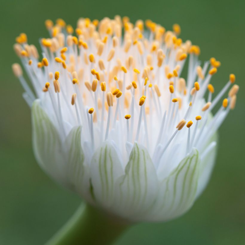 Haemanthus albiflos (Floraison)