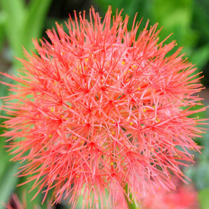 Scadoxus multiflorus (Floraison)