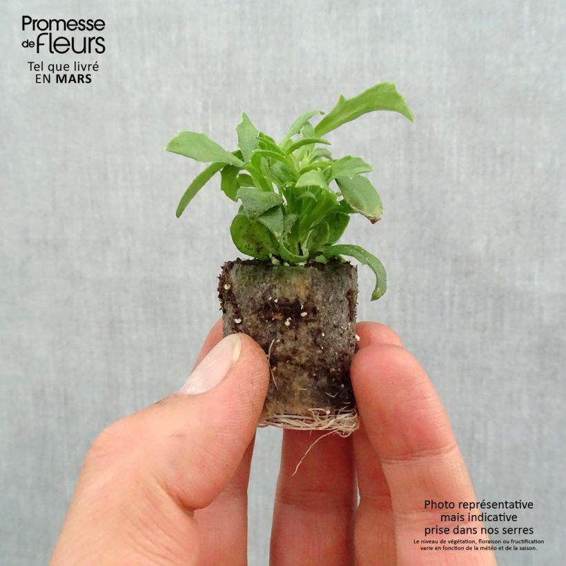 Example of Scaevola Deep Pink Touch - Fleur éventail de fée Mini-motte Ø 1,5/2,5 cm as you get in printemps