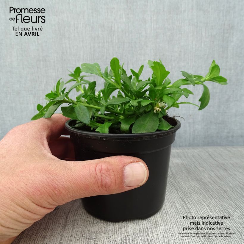 Example of Scaevola Surdiva Blanc - Fleur éventail de fée Godet de 8/9 cm as you get in printemps