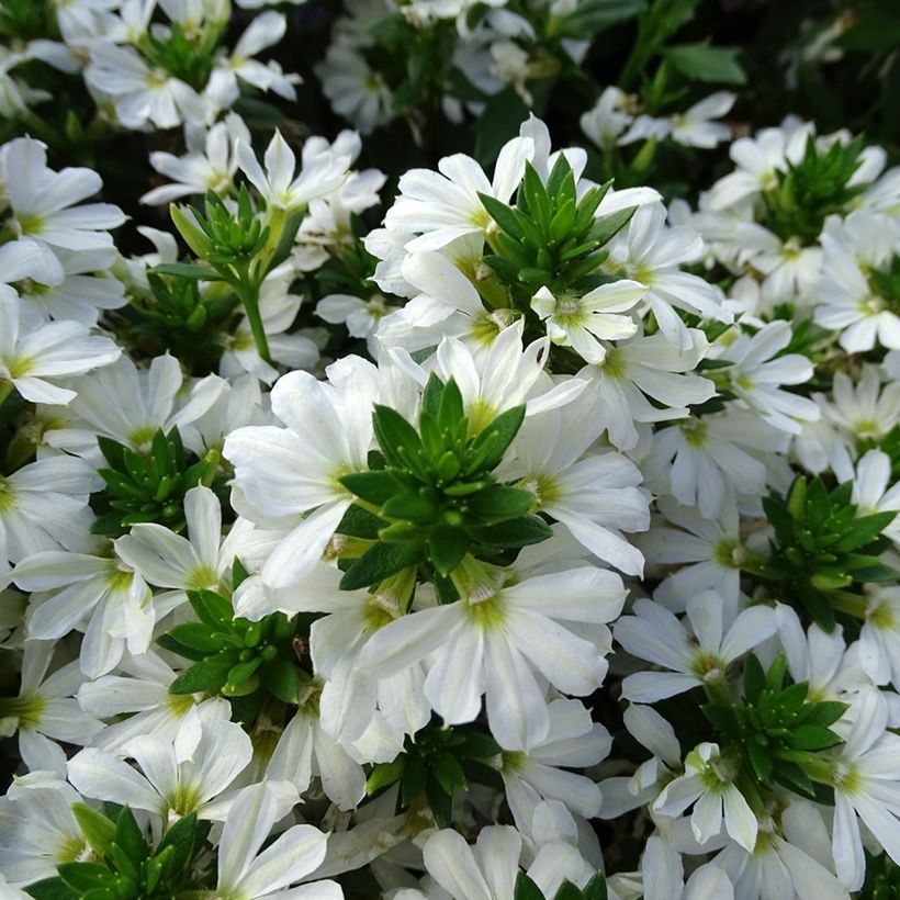 Scaevola Surdiva Blanc - Fleur éventail de fée (Flowering)