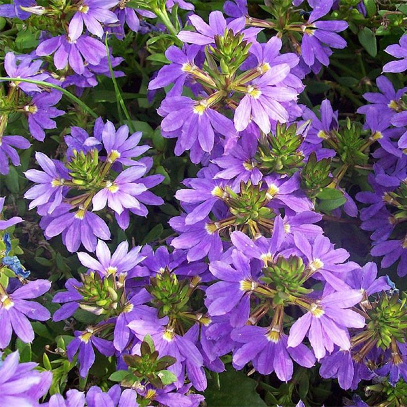 Scaevola Surdiva Bleu - Fleur éventail de fée (Flowering)