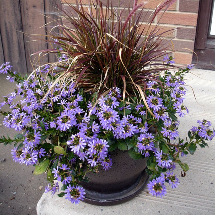 Scaevola Surdiva Bleu - Fleur éventail de fée (Plant habit)