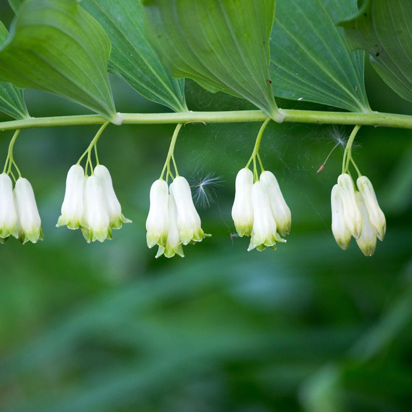 Sceau de Salomon - Polygonatum multiflorum (Floraison)