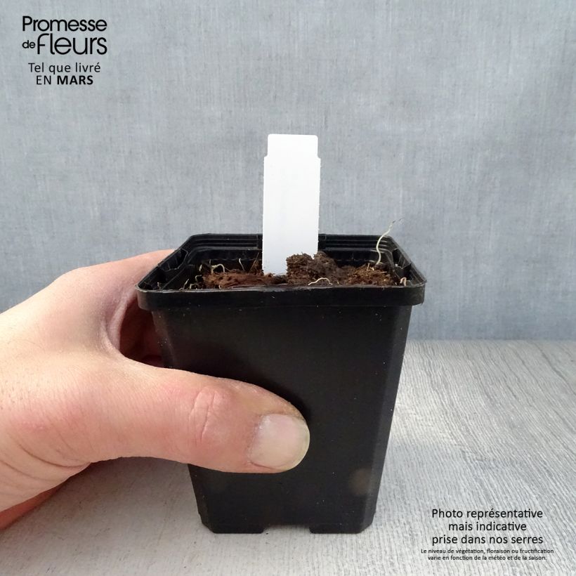 Spécimen de Sceau de Salomon - Polygonatum odoratum Godet de 8/9 cm tel que livré au printemps