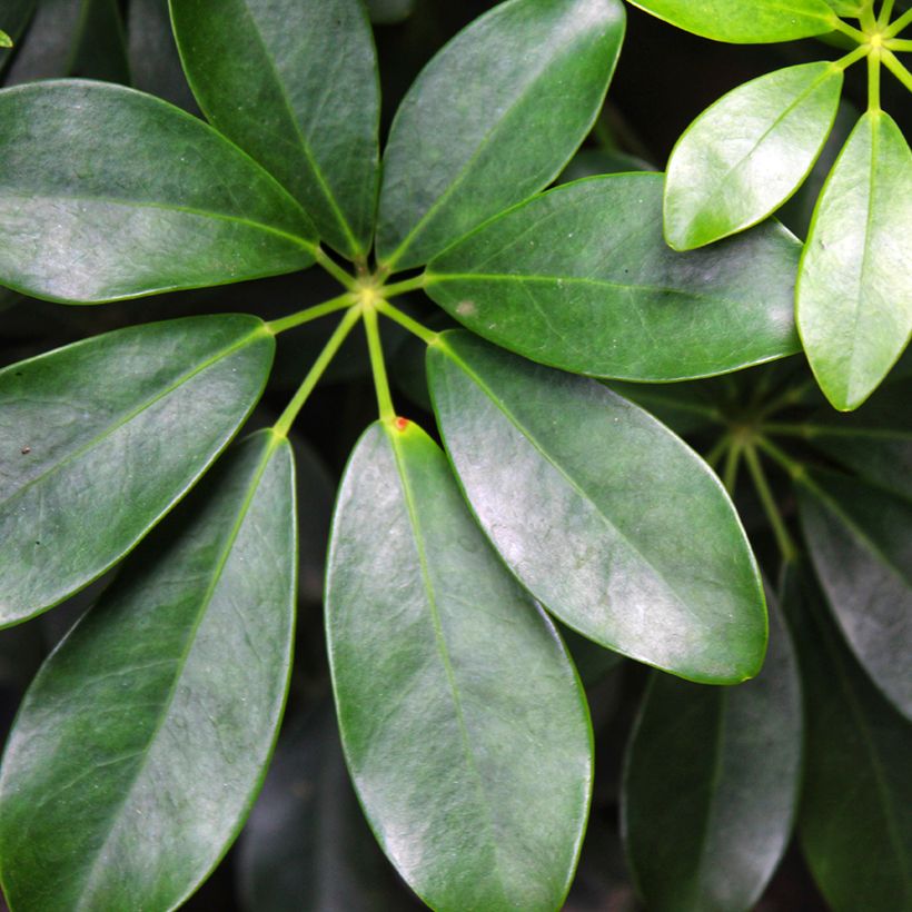 Schefflera arboricola (Feuillage)