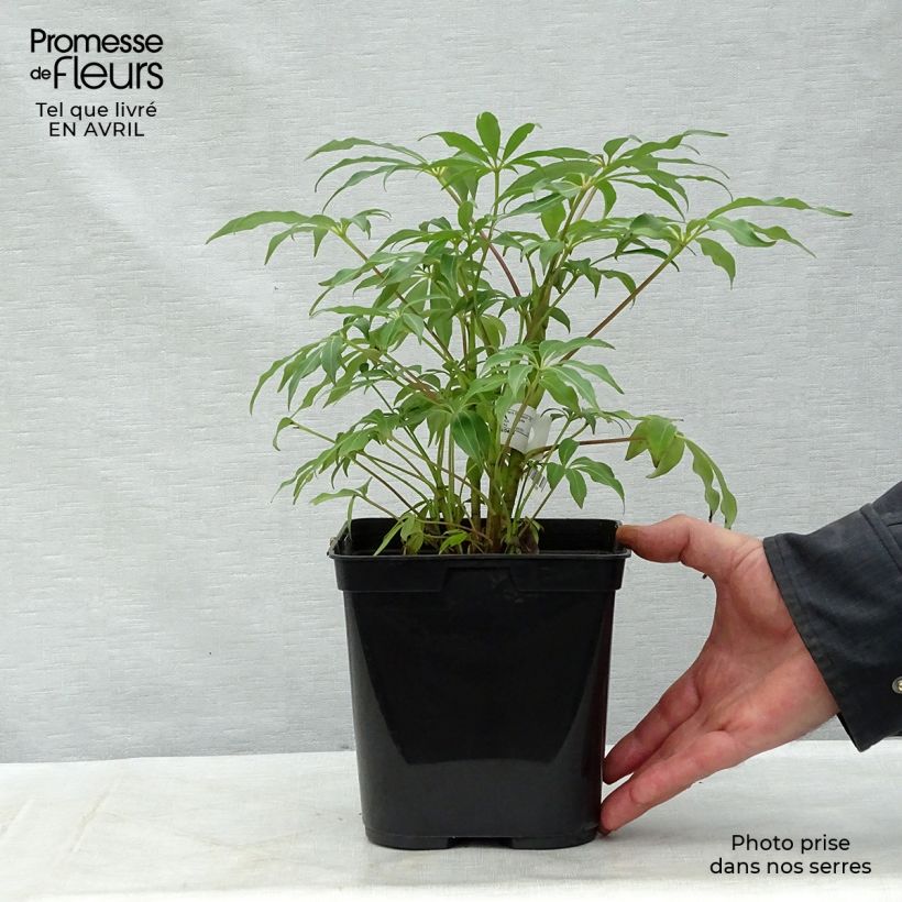 Example of Schefflera taiwaniana Pot de 2L/3L as you get in printemps