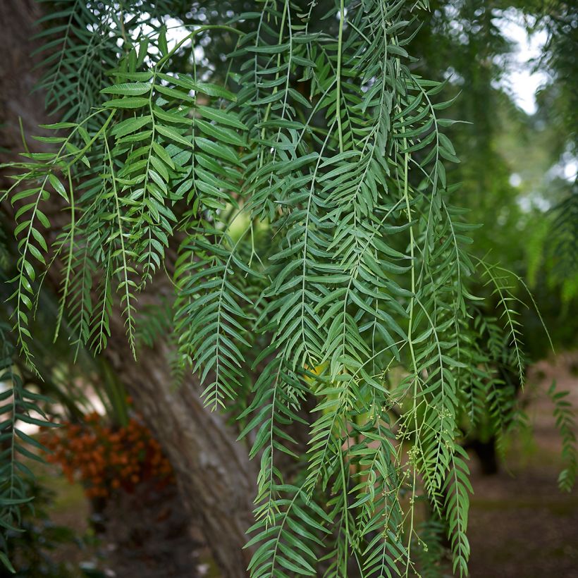 Schinus molle - Faux-poivrier, Poivrier sauvage  (Foliage)