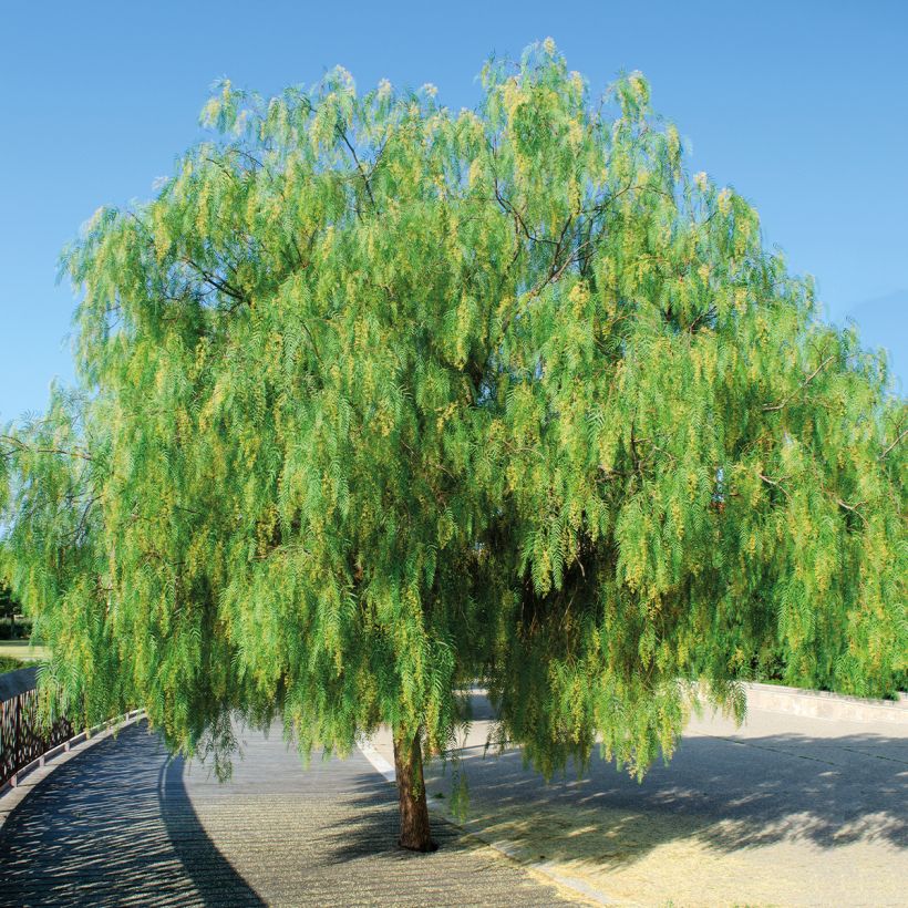 Schinus molle - Faux-poivrier, Poivrier sauvage  (Plant habit)