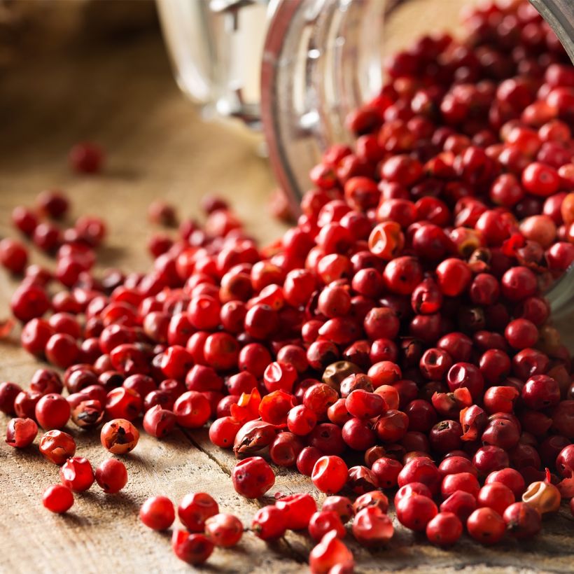 Schinus terebinthifolius - Poivre rose (Harvest)