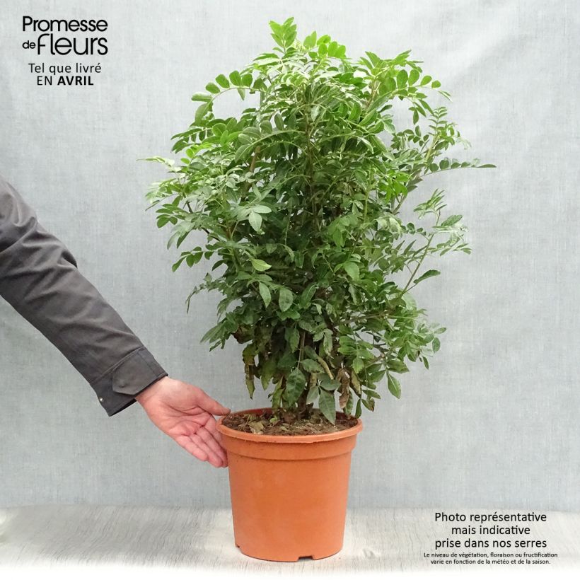 Example of Schinus terebinthifolius - Poivre rose Pot de 7,5L/10L as you get in printemps