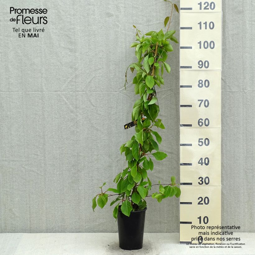 Spécimen de Schisandra chinensis - Baie aux 5 saveurs Pot de 2L/3L tel que livré au printemps