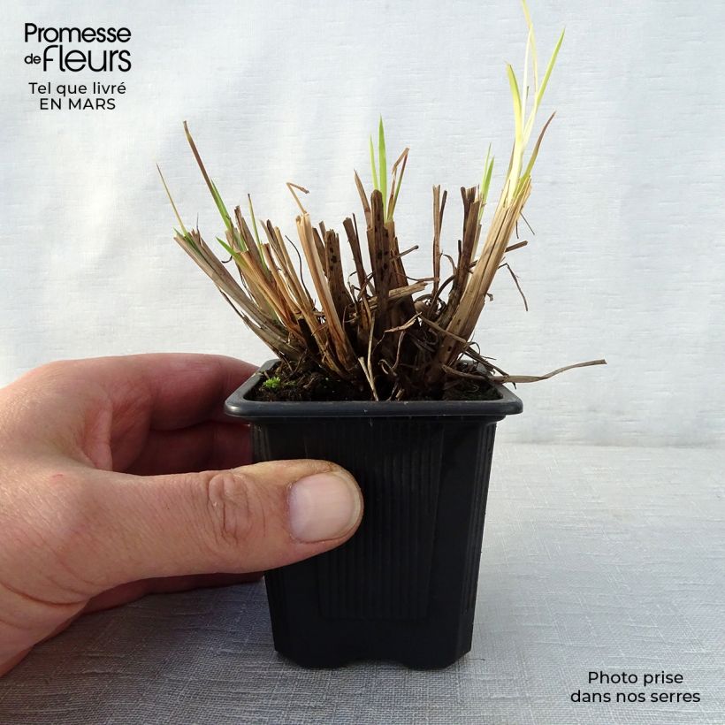 Example of Schizachyrium scoparium Godet de 8/9 cm as you get in printemps