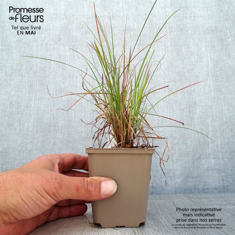 Example of Schizachyrium scoparium Blaze - Herbe à balais Godet de 8/9 cm as you get in printemps