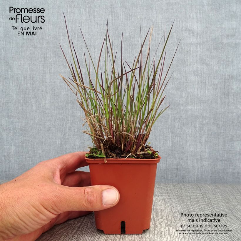 Example of Schizachyrium scoparium Blue Heaven Godet de 8/9 cm as you get in printemps