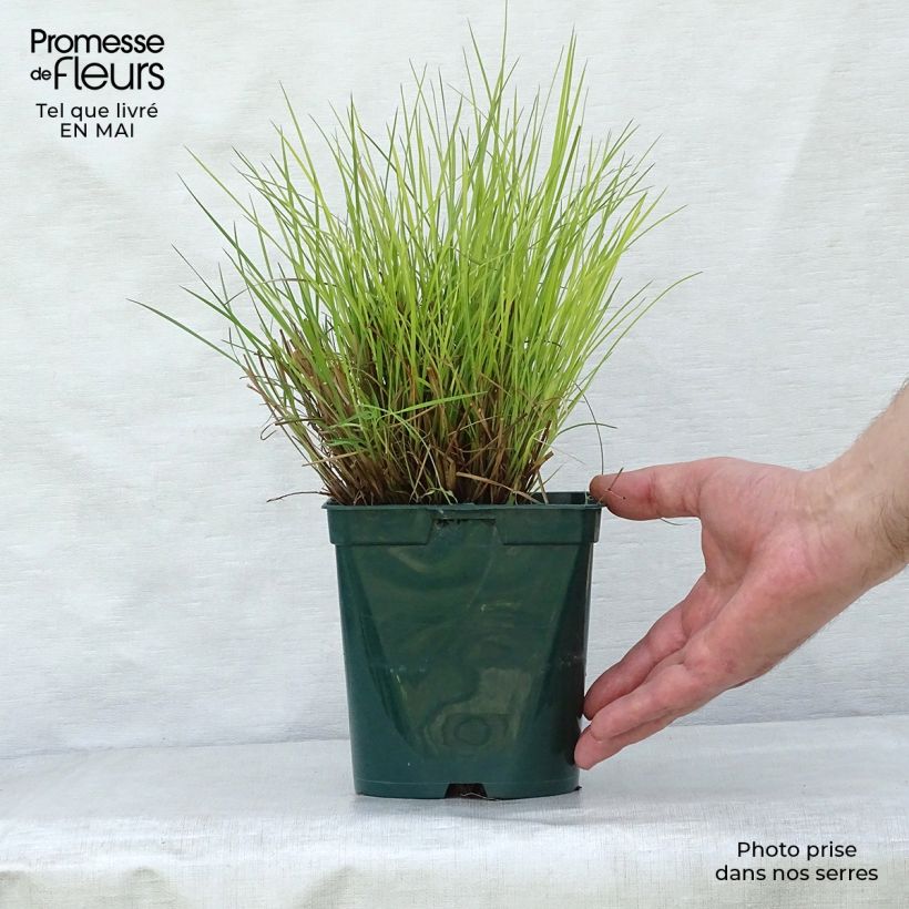 Example of Schizachyrium scoparium Blue Heaven Pot de 2L/3L as you get in printemps