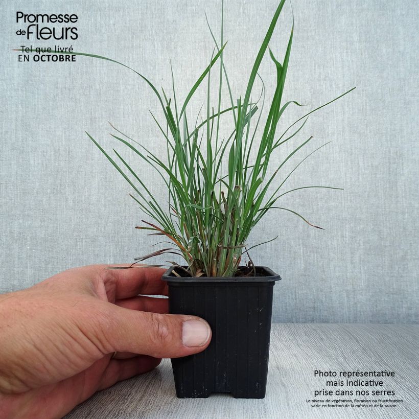 Spécimen de Schizachyrium scoparium Godet de 8/9 cm tel que livré en automne