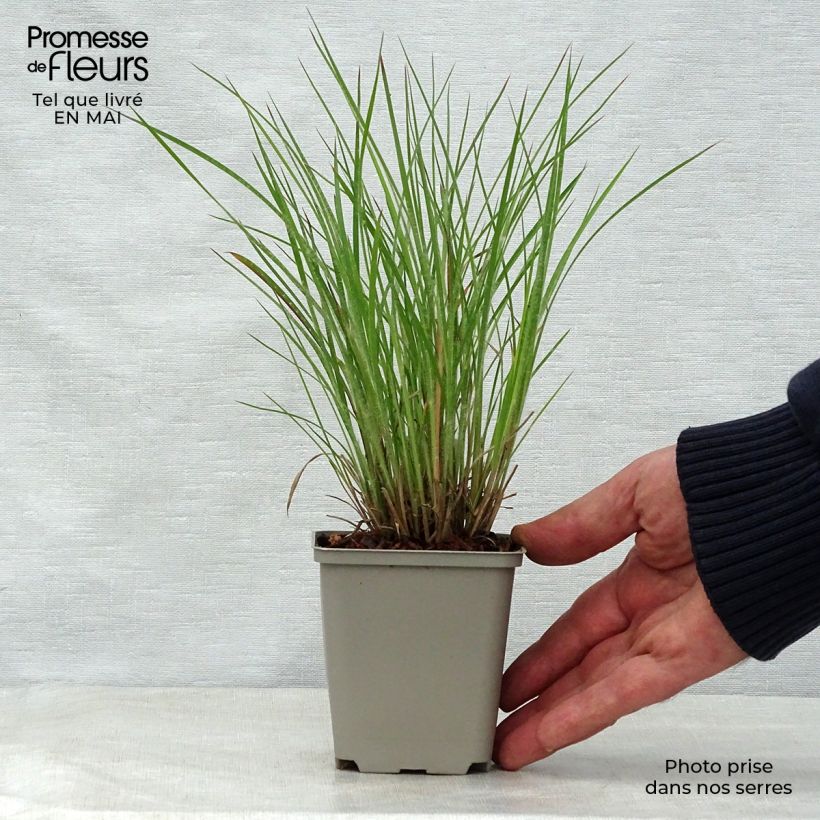 Example of Schizachyrium scoparium Ha Ha Tonka - Herbe à balais Godet de 8/9 cm as you get in printemps