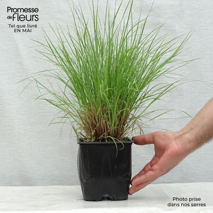 Example of Schizachyrium scoparium Prairie Blues Pot de 2L/3L as you get in printemps